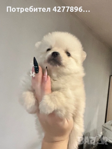 Померанче , снимка 3 - Померан - 53679961