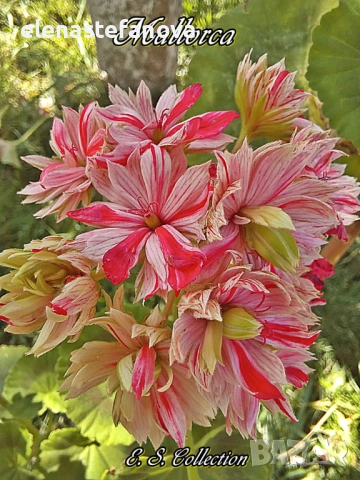 Сортови мушката, снимка 3 - Стайни растения - 51434640