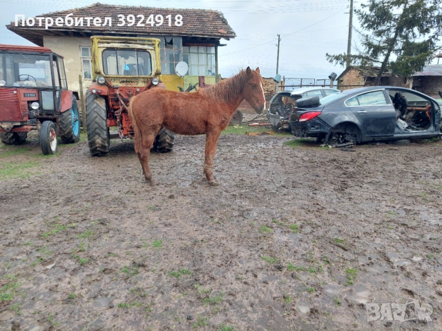 Продавам двата коня , снимка 2 - Коне - 53626809