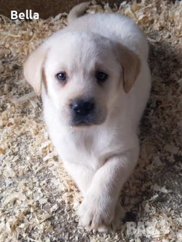Лабрадор ретривър , снимка 2 - Лабрадор ретривър - 53119443