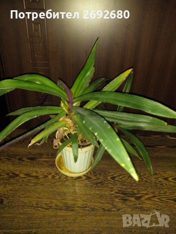 Традесканция рео-75см., снимка 4 - Стайни растения - 45950432