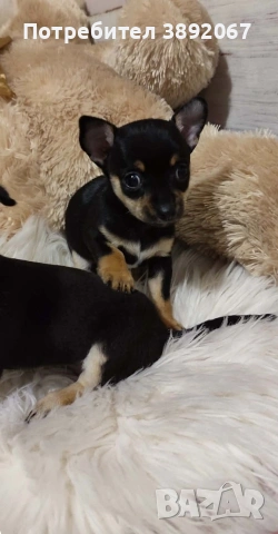 Мини пинчер , момче и момиче , снимка 3 - Пинчер - 53447214