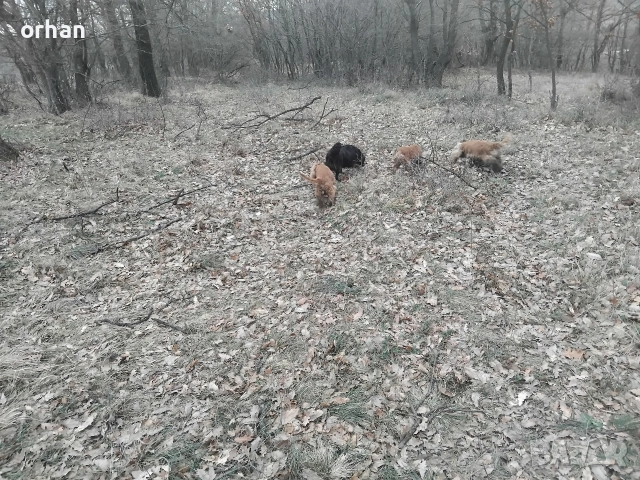 6 бр работещи кучета , снимка 7 - Кокер шпаньол - 53461756