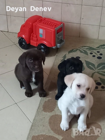 лабрадор реитривър , снимка 3 - Лабрадор ретривър - 52878460