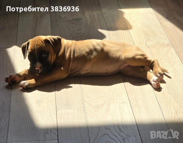 Боксер женско кученце - родено на 23.01, предаване след 20.03