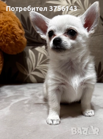 Топ Мъжко Мини Чихуахуа , снимка 2 - Чихуахуа - 52506699