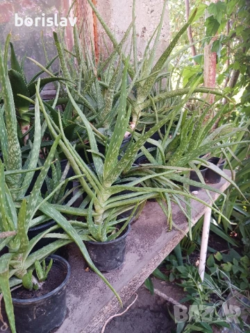 лечебно Алое Вера, снимка 2 - Стайни растения - 50918418