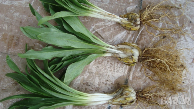 Бял крем, Бял лилиум (Lilium candidum), снимка 3 - Градински цветя и растения - 53347879