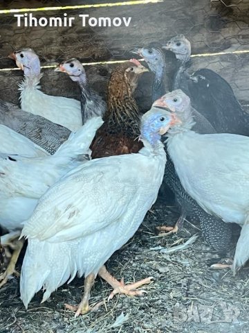 продавам ярки пилета яйца кокошки петли , снимка 3 - Кокошки и пуйки - 41738818