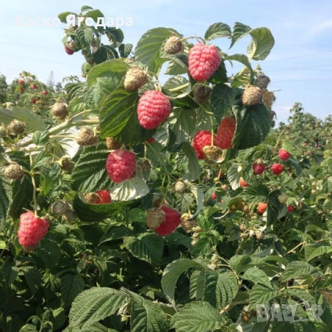 Продавам качествен  разсад ягоди и малини , снимка 8 - Разсади - 53751600