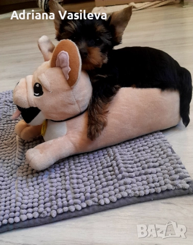 Йоркширски териер , снимка 2 - Йоркширски териер - 52909679