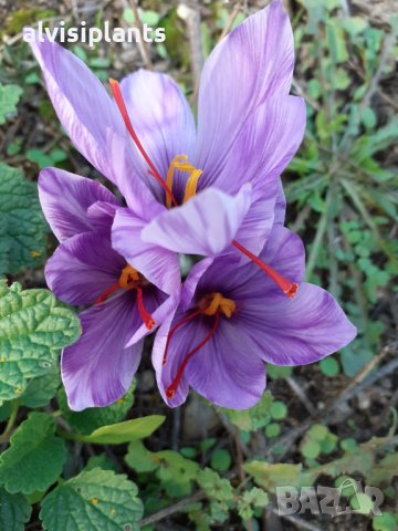 Шафран близалца /стигми/ 0.5 грама първокласен натурален продукт, снимка 3 - Хранителни добавки - 40026823