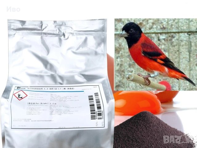 ТОП ПРОМОЦИЯ , снимка 2 - Канари - 40917785