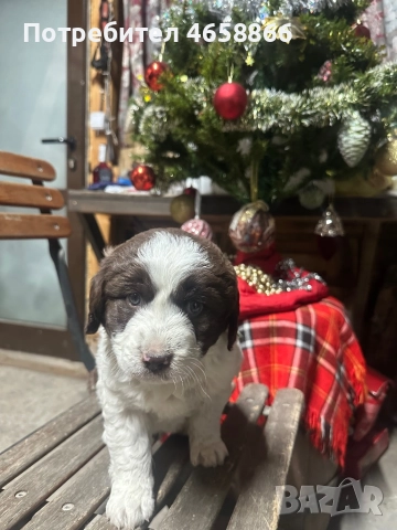 Бебе каракачанка, снимка 7 - Каракачанска овчарка - 52514278