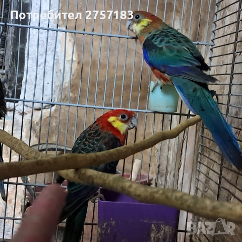 продавам жълтобуза розела 2 мъжки 1 женска, снимка 2 - Папагали - 52938568