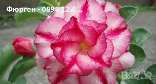 Промоция !!! ПУСТИННА РОЗА Подходящ за Бонсаи, снимка 12 - Градински цветя и растения - 42098973