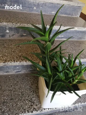 Алое Делаети , снимка 1