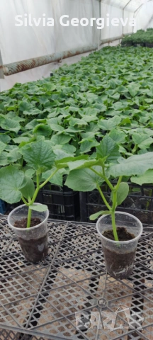 Разсад домати,краставици,пипер, снимка 3 - Разсади - 53459228