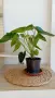 Антуриум с цвят /Anthurium/, снимка 3