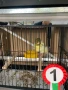 Канари цветни и къдрави, снимка 8