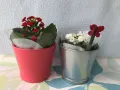 2 бр kalanchoe Каланхое за , снимка 3