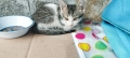 Подарявам малки котенца , снимка 3