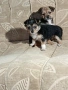 Мини пинчер чихуахуа, снимка 7