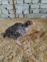 бройлери и петлета за угояване, снимка 2