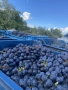 Продавам грозде: Мерло, Памид, Мавруд, Евмолпия, снимка 3
