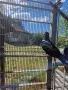 Продавам  Софийки чифт  черни     донеци, снимка 2