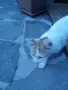 Подарявам малки котета, снимка 4