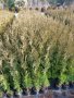 туя фастигията 1 метър цена 5лева , снимка 2