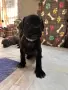 Кане Корсо - Cane Corso кученца, снимка 6