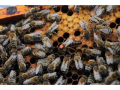 Пчелни майки и отводки рег. Номер 5567-0278 
