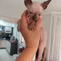 Чистокръвно коте сфинкс, снимка 12