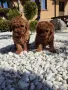 Пудел Той/Poodle Toy, снимка 8
