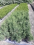 Западна туя Фастигиата, снимка 5