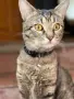 Подарявам мъжко коте СИЛВЪР, снимка 5