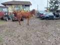 Продавам двата коня , снимка 2
