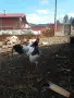 Декоративни кокошки, снимка 8