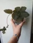Бяла еписция, episcia Panama white, снимка 3