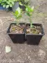 Питоспорум (Pittosporum) – Вечнозелена елегантност и неповторим аромат, снимка 5