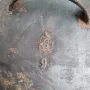 голяма немска масивна чугунена тенджера, снимка 2
