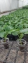 Разсад домати,краставици,пипер, снимка 3