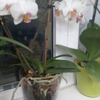 Орхидеи, снимка 2 - Стайни растения - 39146934