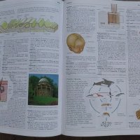 Речник Oxford с илюстрации на английски език , снимка 3 - Чуждоезиково обучение, речници - 41210595