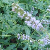 Джоджен, гьозум Mentha spicata), снимка 1 - Градински цветя и растения - 41767487