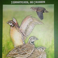 Пъдпъдъкът- Константин Няголов, снимка 1 - Други - 36284537