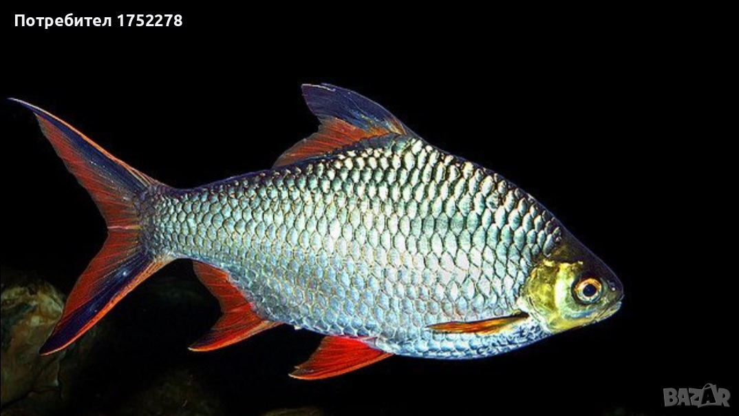 Bardo tinfoil tamanho 15+ см. 80лв., снимка 1