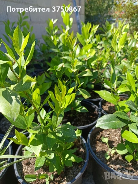 🌿🍋 Лимон – сорт с история над 100 
години, снимка 1